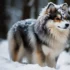 Pomsky Puppies For Sale In PA: Where To Find Your Furry Friend