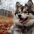 Pomskies For Sale In Illinois: Find Your Perfect Companion