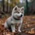 Are Pomsky Puppies Real? Exploring the Facts and Myths Surrounding this Adorable Designer Dog