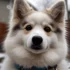 Are Pomskies HDB Approved? Find Out Here