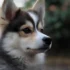 Are Pomskies Healthy? Top Tips for Keeping Your Pomsky in Good Shape