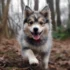 Adorable Puppies: The Ultimate Guide To Pomsky Breeds And Care