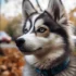 Pomskies For Sale In NYC: Finding The Right Breeder