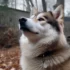 Do Pomskies Bark? Understanding The Personality Traits Of Pomskies