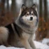 Is a Pomsky a Purebred? What You Need to Know