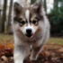 How Much Do Pomskies Cost?