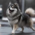 What Is The Average Pomsky Weight? Understanding Size And Appearance