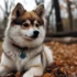 Pomskies For Sale Under $500 In Texas: Tips For Finding Affordable And Healthy Puppies