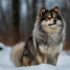 Clover Ridge Pomskies: Everything You Need To Know About This Adorable Pomsky Breeder