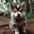 Are Pomsky Puppies Real? Exploring the Facts and Myths Surrounding this Adorable Designer Dog