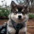 How To Potty Train Your Pomsky: Tips And Tricks For Success