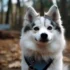 Are Pomskies AKC Registered? What You Need To Know