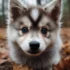 Arctic Pomskies: A Guide To The Adorable And Unique Hybrid Breed