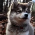Adopt A Pomsky Puppy: Tips And Tricks For Finding The Right Companion