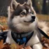 Why You Shouldn’t Get A Pomsky: The Truth About This Designer Dog Breed