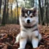 Are Pomskies Smart? Learn About Their Intelligence and Trainability