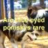 FAQs about Perro Pomsky