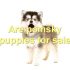 FAQs about How Much Do Pomsky Puppies Cost