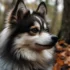 Arizona Pomskies for Sale: Find Your Perfect Furry Companion!