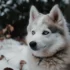 Pomsky Art: Discovering the Beauty of Pomskies Through Artistic Creations