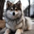 Pomskies For Sale In PA: Where To Find Your Furry Friend