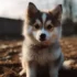 Are Pomskies Hypoallergenic? The Truth Behind Pomsky Allergies