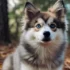 Pomsky Puppies For Sale In Georgia