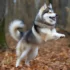 Pomsky Precio: ¿Cuánto cuesta un Pomsky?