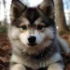 Southern Charm Pomskies: The Ultimate Guide To This Adorable Breed