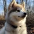 Avalanche Pomskies in Kentucky: Finding Your Perfect Companion