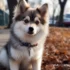 Where To Buy Teacup Pomskies: A Guide For First-Time Owners