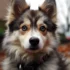 The Average Pomsky Price: How Much Does a Pomsky Cost?