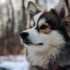 Pomsky Schnauzer Mix: A Guide to Understanding This Unique Breed