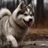 Find Your Perfect Pomsky in Durham, NC