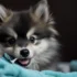 FAQs about Pomsky Teacup