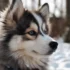 FAQs about Pomsky Breeders Near Me