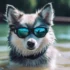 FAQs about Pomsky Breeders