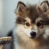 5 Weeks old Pomsky Puppies