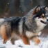 Bebe Pomsky: The Cutest Addition to Your Family