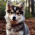 How Much Does A Pomsky Dog Cost?