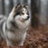 Beach Pomsky: Tips for Keeping Your Pomsky Healthy and Happy While Enjoying the Beach