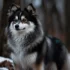 Pomsky Bed Buying Guide for Your Furry Companion