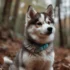 Teacup Pomskies: Adorable And Tiny Pomsky Puppies