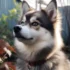 Bebe Pomsky: The Cutest Addition to Your Family