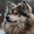 How Big Do Pomskies Get? Understanding Their Size And Appearance