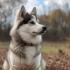 Pomsky Lab Mix: Understanding The Personality Traits