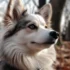 Pomsky Puppies For Sale In Las Vegas