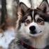 Pomsky Puppies For Sale In WI