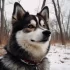 Top Pomsky Breeders in Colorado: Find Your Perfect Companion