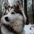 Pomsky Breeders in Australia: Find Your Perfect Pomsky Companion